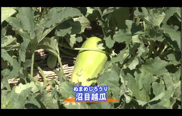 須坂の伝統野菜 【SUZAKAPRPV】 ほんもの須坂 STV