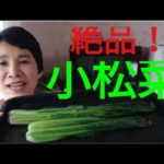 【ヘルシオレシピ】絶品蒸し野菜の作りかた/小松菜・ほうれん草
