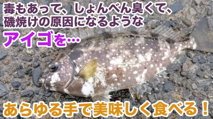 神奈川の“バリ島”で釣れる嫌われ者の「アイゴ」を美味しく食べる！