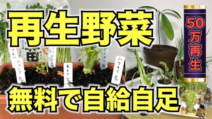 【再生野菜】簡単に野菜を再生栽培する方法プランター編【リボベジ】