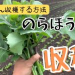 「のらぼう菜」をたくさん収穫する方法　#家庭菜園 #畑 #野菜 #春 #伝統野菜 #東京