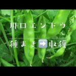 八王子市川口地区で作られていた固定種 希少な江戸東京野菜として注目！