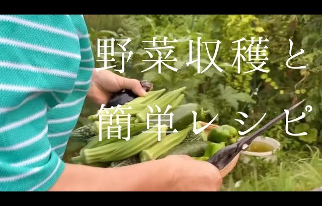 野菜収穫→簡単野菜レシピ♡よっこりんのお母さんT美登場！#茄子レシピ #おくらレシピ