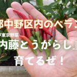 江戸東京野菜『内藤とうがらし』を育てるぜ！