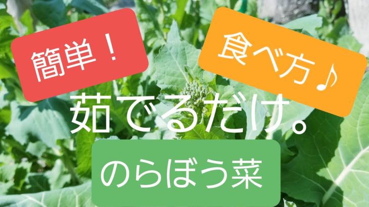 【きみぽん菜園生活/vlog＃92】自然栽培◼️のらぼう菜を食す編◼️kimipon factory