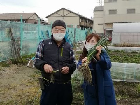 JA大阪中河内　なにわの伝統野菜 「難波葱」レポート！！