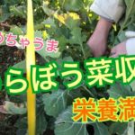 のらぼう菜の収穫方法