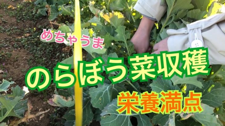 のらぼう菜の収穫方法