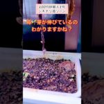 【ズボラ栽培/野菜/果物】東京都豊島区6畳一間で放置栽培を報告する