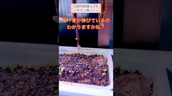 【ズボラ栽培/野菜/果物】東京都豊島区6畳一間で放置栽培を報告する