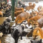 More than 100 foxes live in a free-range fox village Japan｜Zao Fox Village, Miyagi