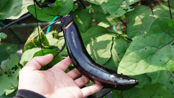 ナスの収穫と焼き茄子の作り方-How to make eggplant harvest and grilled eggplant-