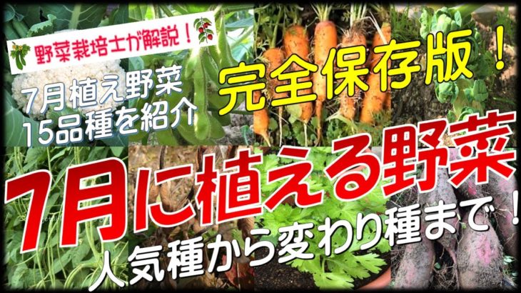 7月に植える野菜（完全保存版）