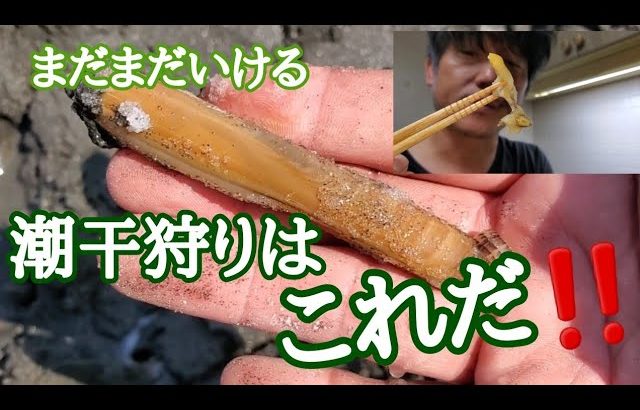 【江戸川放水路】マテ貝を生の刺身で食べると絶品の美味さだった