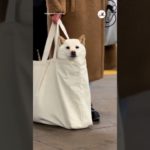 New Yorkの地下鉄で白柴を見た日｜PECO