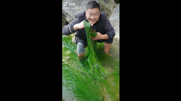 中国では藻をお菓子にして食べるそうです‥