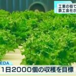 大田区　鉄工会社が“野菜の栽培”に挑戦