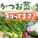 博多雑煮の定番具材「かつお菜」とは～福岡でしか食べられていない？