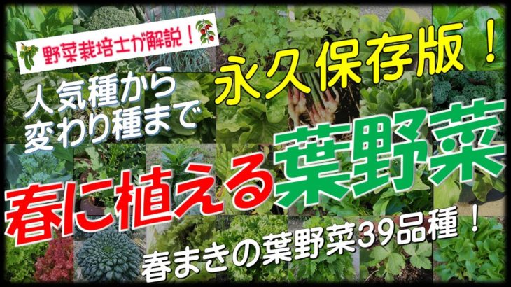 春に植える葉野菜39品種（永久保存版）
