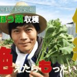 【自然農】作る人がいなくなると途絶える…伝統野菜：のらぼう菜を収穫しながら(2019/03/19)