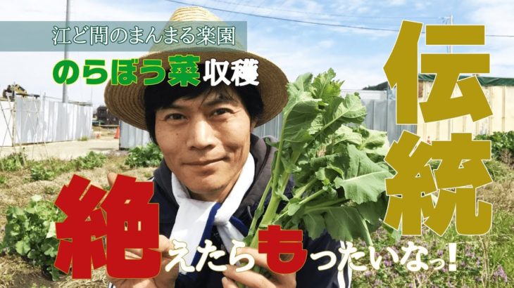 【自然農】作る人がいなくなると途絶える…伝統野菜：のらぼう菜を収穫しながら(2019/03/19)