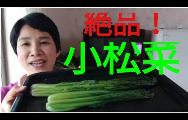 【ヘルシオレシピ】絶品蒸し野菜の作りかた/小松菜・ほうれん草
