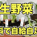 【再生野菜】簡単に野菜を再生栽培する方法プランター編【リボベジ】
