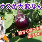 長野県伝統野菜・小森なす・栽培農家が足りません。