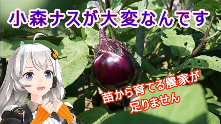 長野県伝統野菜・小森なす・栽培農家が足りません。