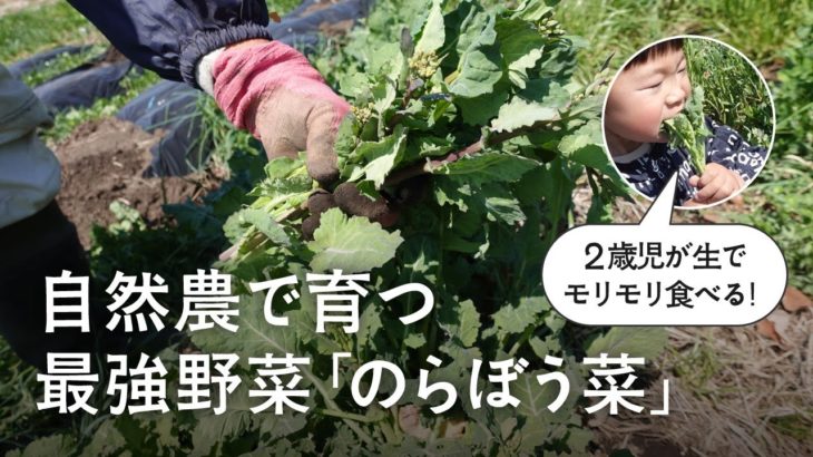 【自然農】江戸の飢饉を救った野菜「のらぼう菜」が最強だった