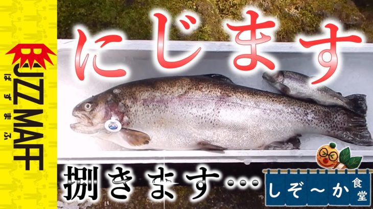【捌いてみた】富士山の湧水で育ったプレミアムなにじます「紅富士（あかふじ）」！　その魅力とレシピをご紹介！　しぞ～か食堂#15
