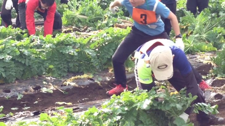 練馬大根引っこ抜き競技大会 2016