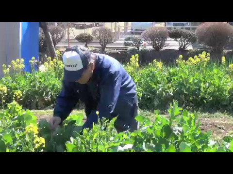 のらぼう菜〜栄養満点の地元野菜でパワーチャージ〜　#Vlog