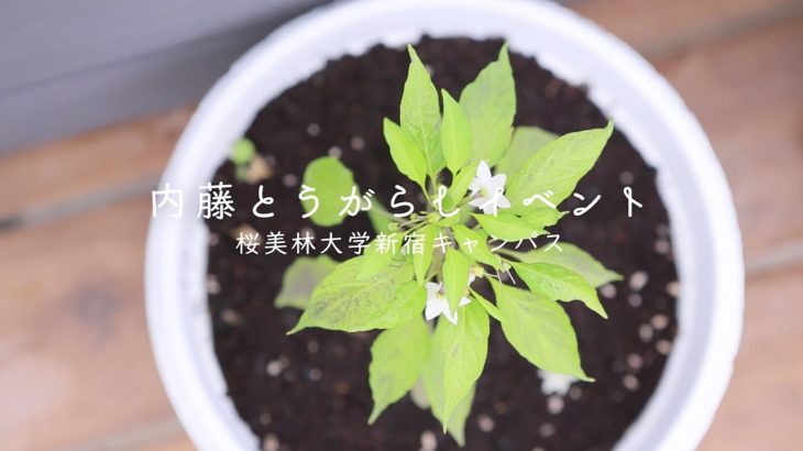 桜美林大学 フードイベント 内藤とうがらしプロジェクト