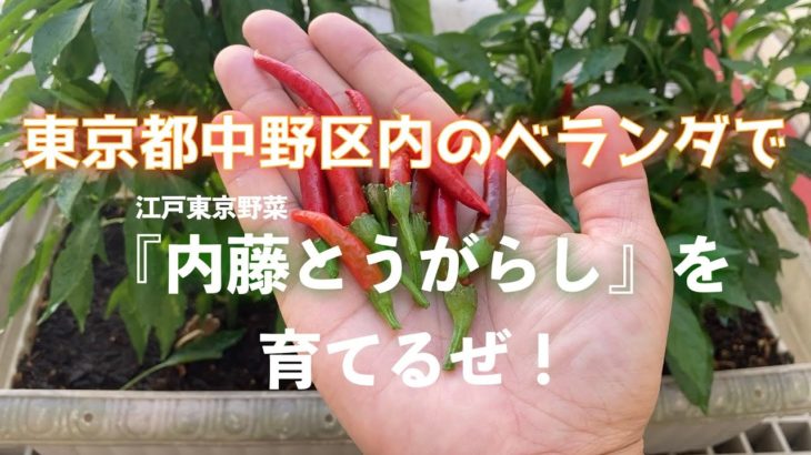 江戸東京野菜『内藤とうがらし』を育てるぜ！