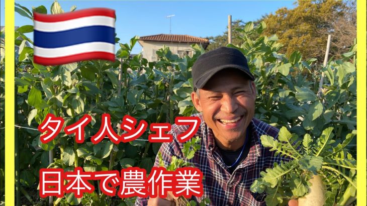 タイ野菜を日本で作るタイ人に密着🇹🇭