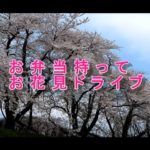 お花見弁当作ってドライブ！秋田県角館の武家屋敷の桜並木