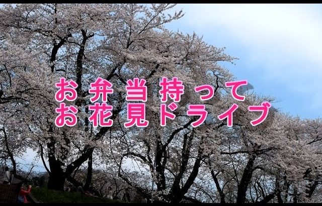 お花見弁当作ってドライブ！秋田県角館の武家屋敷の桜並木