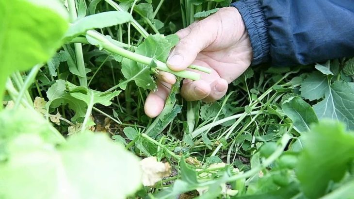 伝統野菜「黒河マナ」収穫