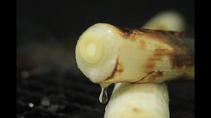 まぼろしの長ねぎ！！江戸千住葱！！ミツたっぷり！！