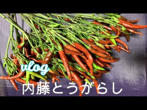 ［vlog1］内藤とうがらし収穫