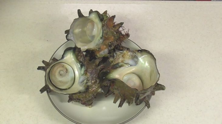 大サザエで呑む-Big SAZAE (Big Horned turban)-Japanese food【江戸長火鉢　89杯目】