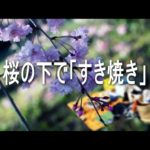 花見で「すき焼き」　SUKIYAKI under the cherry tree