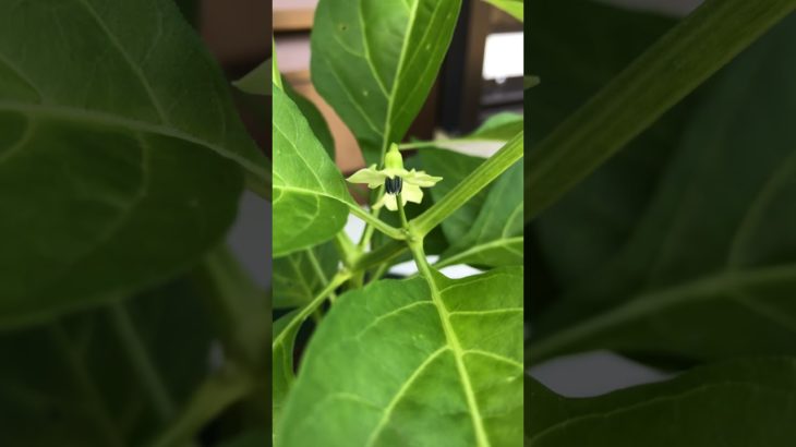 島とうがらし蕾ついてきてます。#shorts