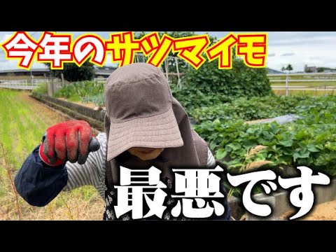 【ひろちゃんガックシ】なんということでしょう・・サツマイモが悲惨なことに・・