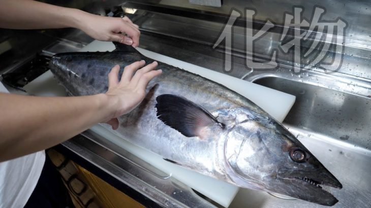 日本でははぼ上がらない幻のサワラ『牛サワラ』すごすぎる。いつもより丁寧な説明します。