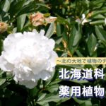 北海道科学大学 薬用植物園紹介動画