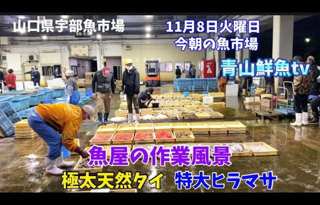 【特大ヒラマサ捌く】【極太天然タイ】【魚屋の作業風景】今朝の魚市場11月8日火曜日の水揚げ状況