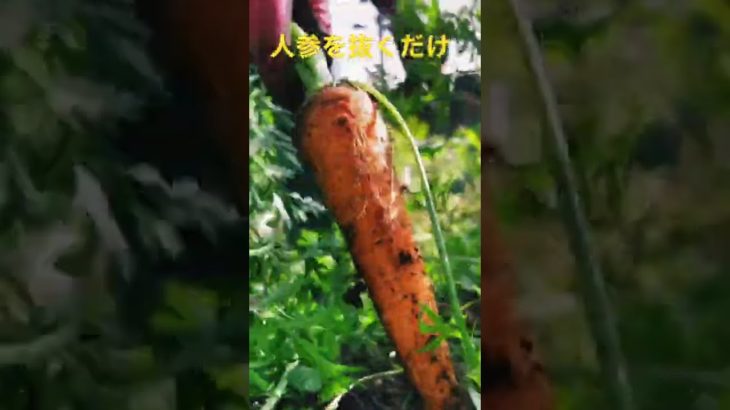 人参を抜くだけの動画