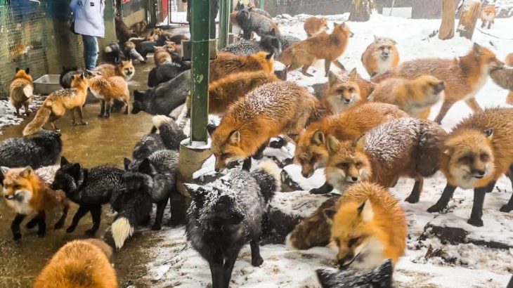 More than 100 foxes live in a free-range fox village Japan｜Zao Fox Village, Miyagi